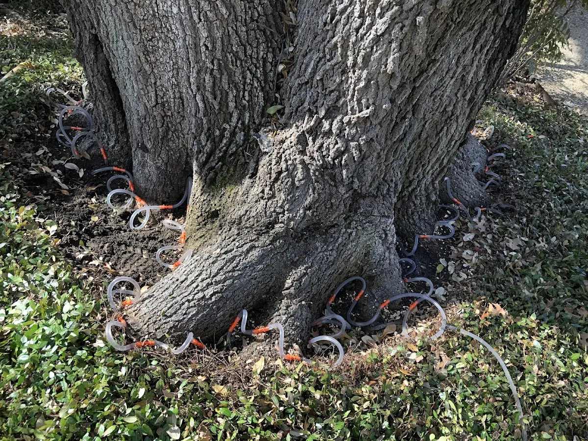 Detailed Tree Cabling and Bracing job site in Ironwood
