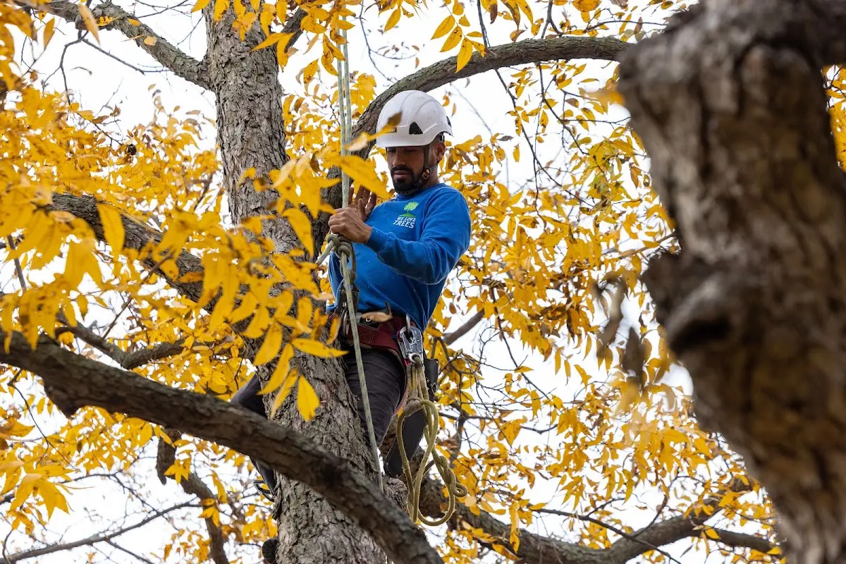 Skilled Storm Damage Cleanup crew working in Ironwood