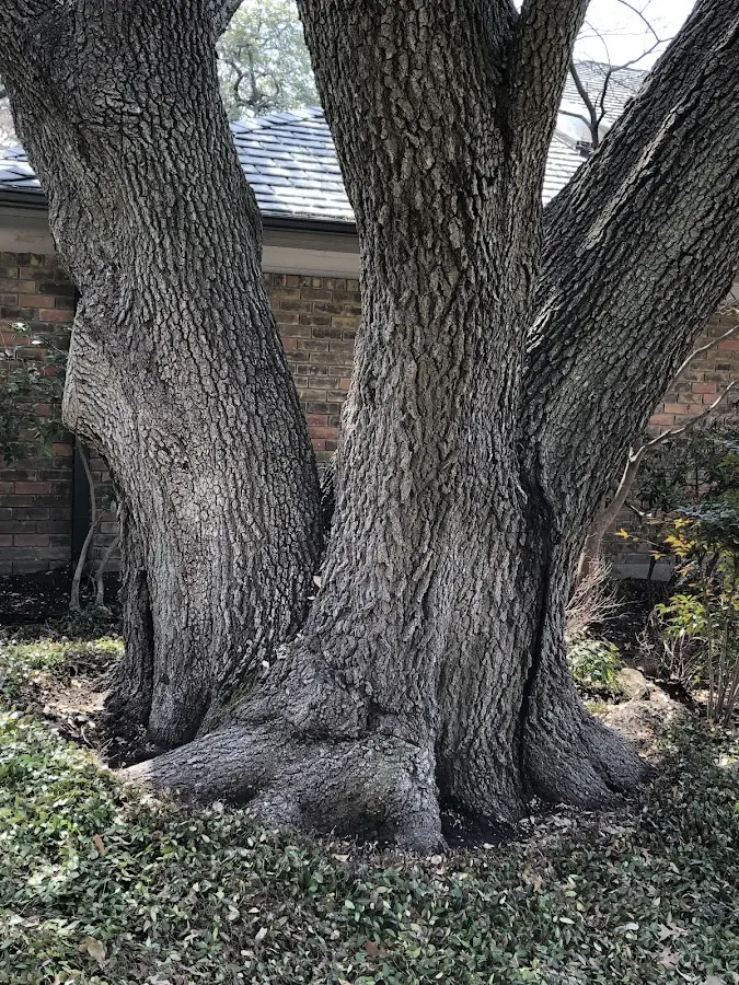 Mature heritage tree close to a Ironwood property cared for by certified arborists